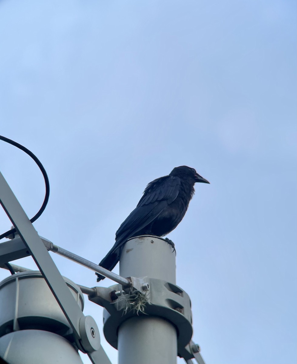 Fish Crow - ML640303928