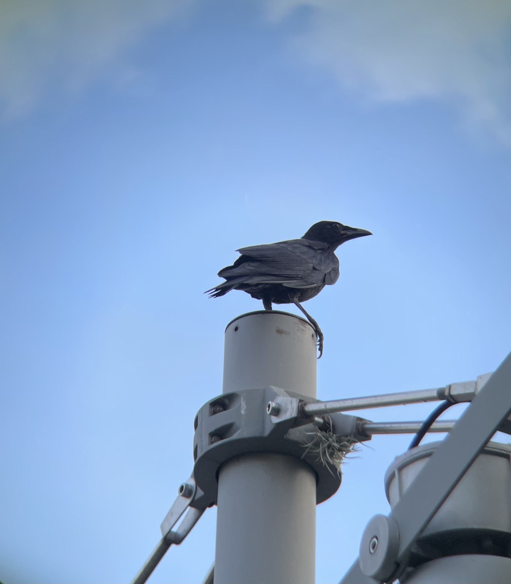 Fish Crow - ML640303929