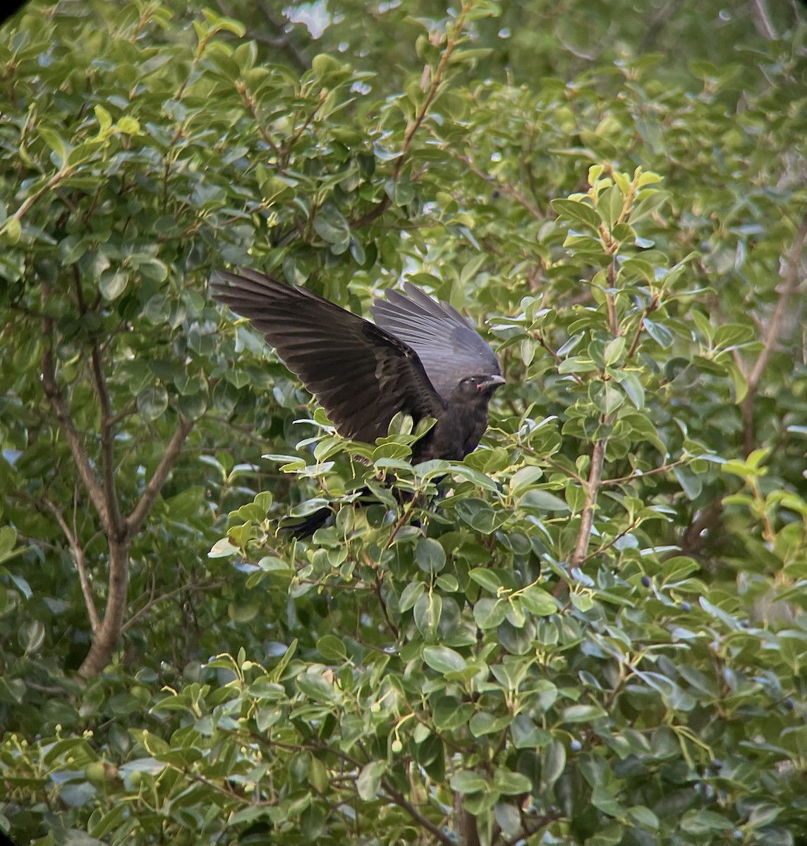 Fish Crow - ML640303930