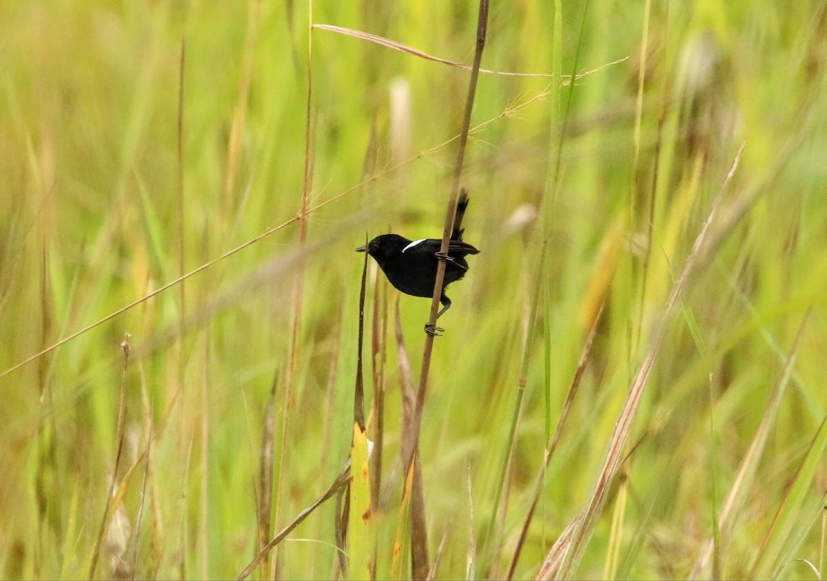 White-shouldered Fairywren - ML640303934