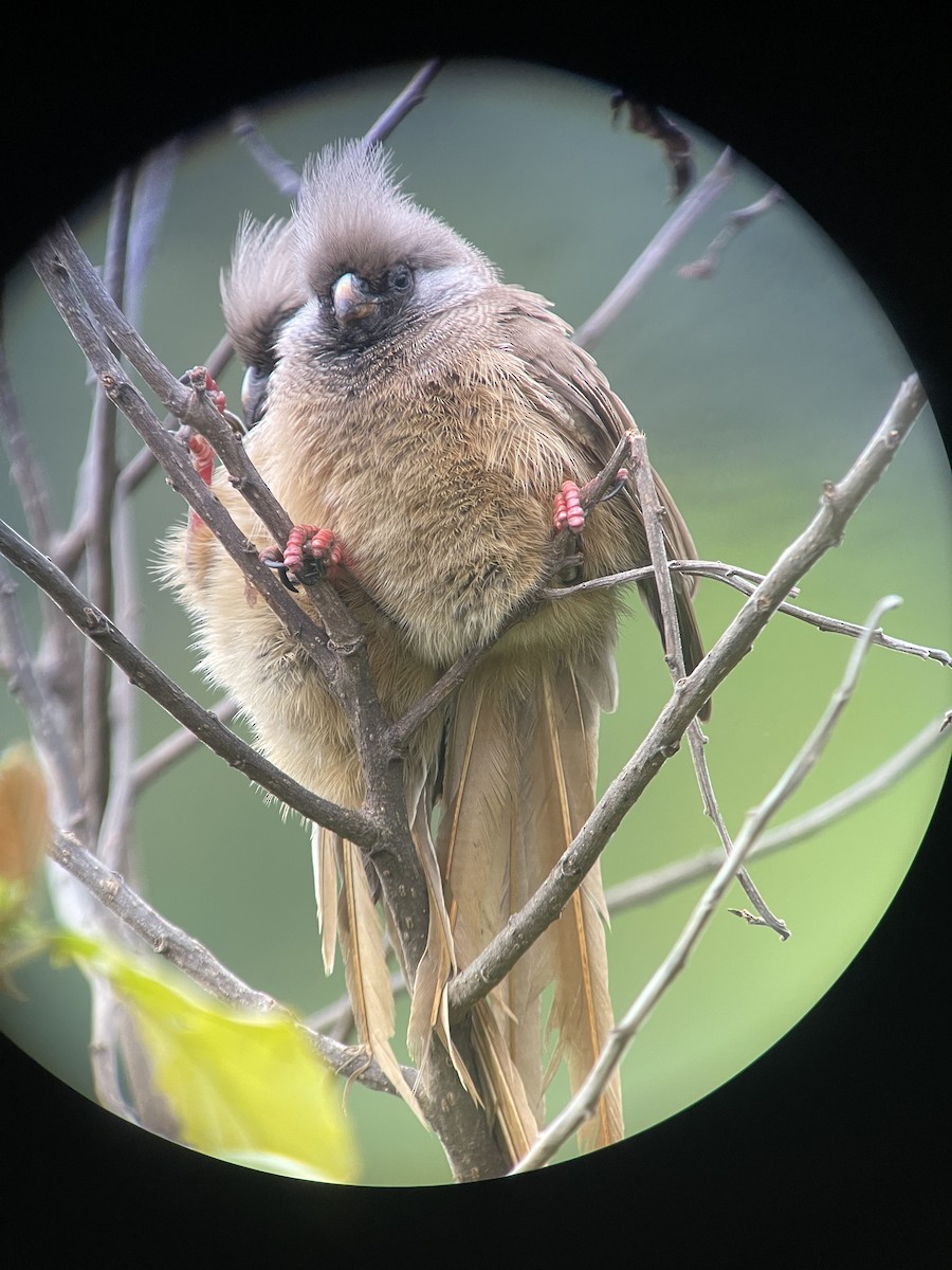 Speckled Mousebird - ML640303940