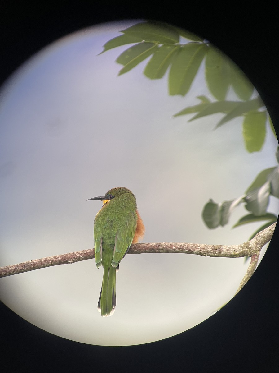 Cinnamon-chested Bee-eater - ML640303945