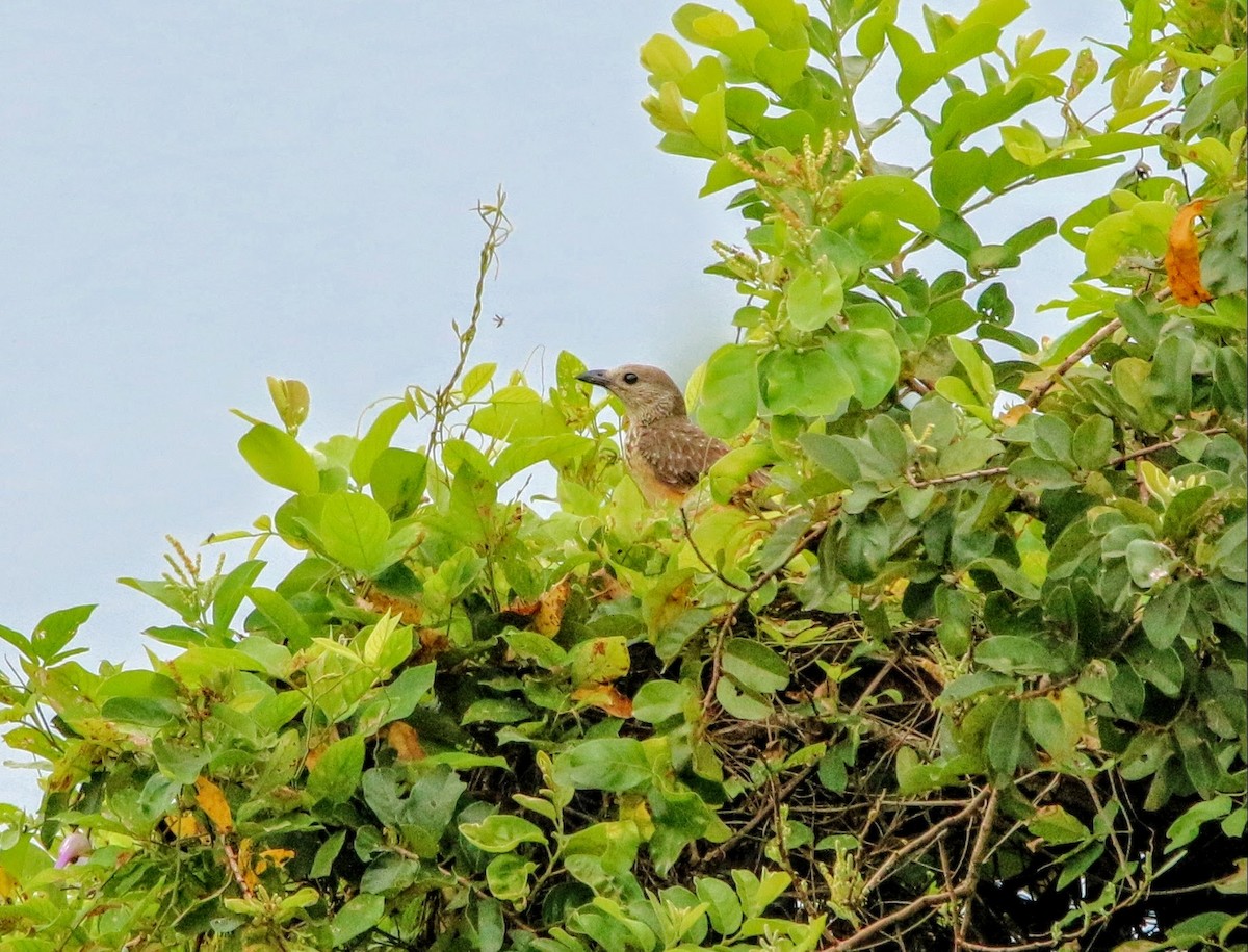 Fawn-breasted Bowerbird - ML640303952