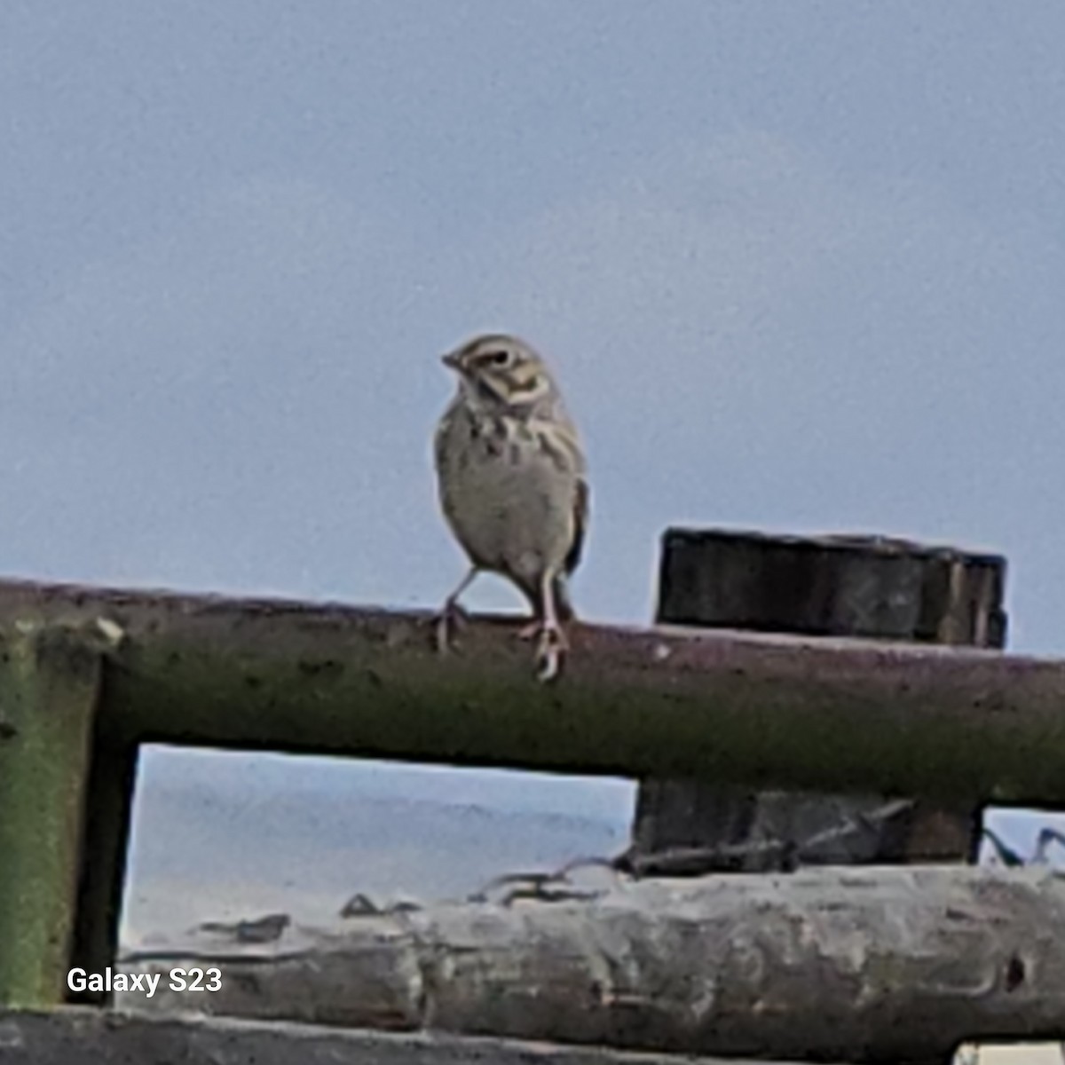 Vesper Sparrow - ML640303956