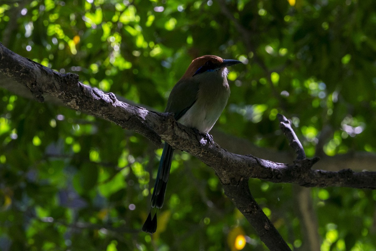 Russet-crowned Motmot - ML640303958