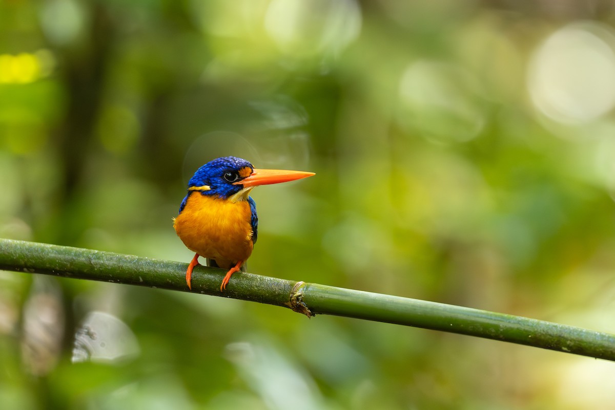 Manus Dwarf-Kingfisher - ML640303962