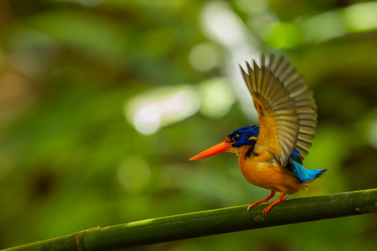 Manus Dwarf-Kingfisher - ML640303963
