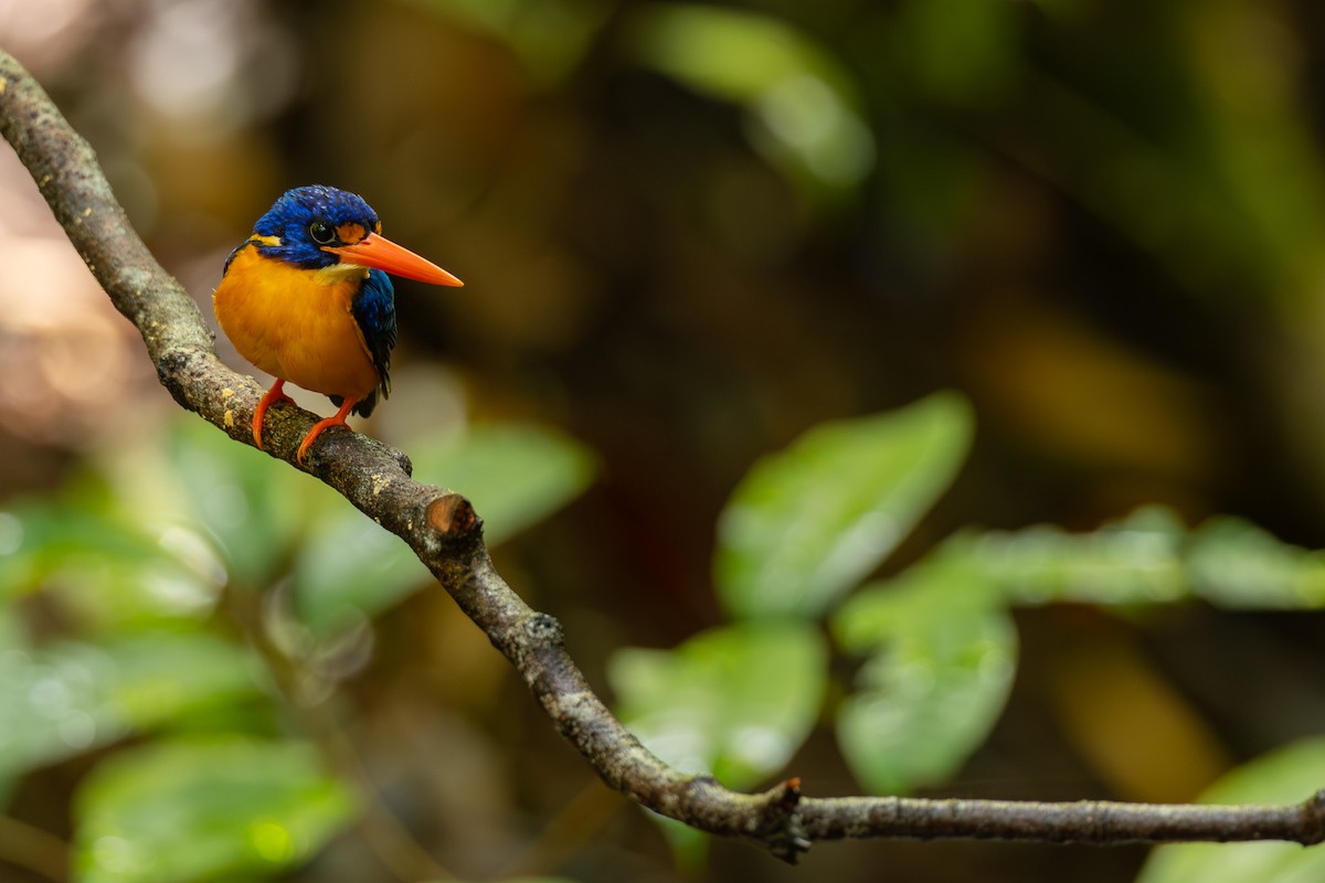 Manus Dwarf-Kingfisher - ML640303964