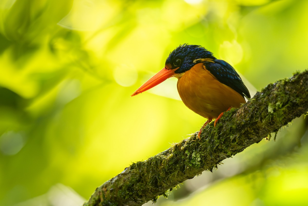 Manus Dwarf-Kingfisher - ML640303965