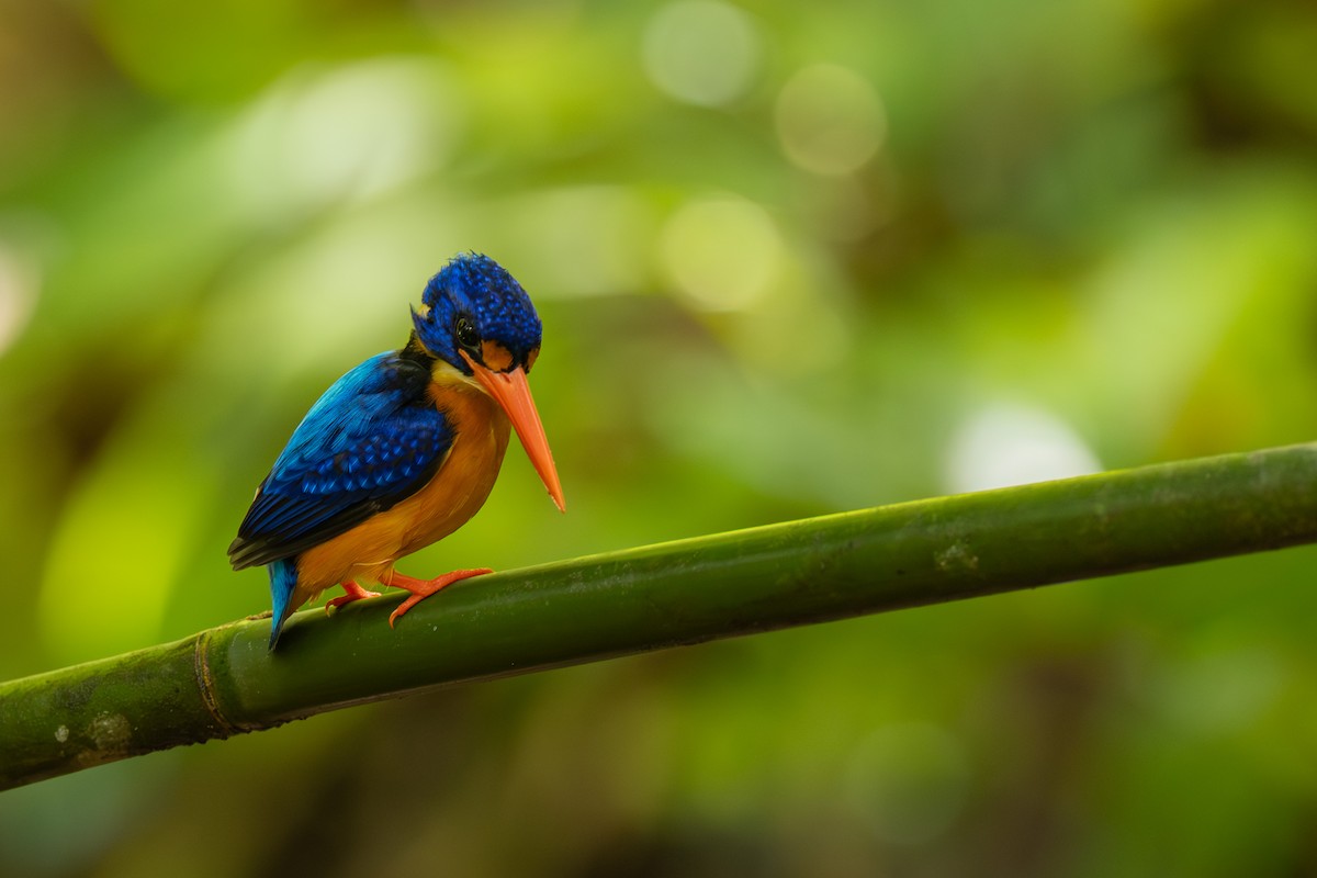 Manus Dwarf-Kingfisher - ML640303966