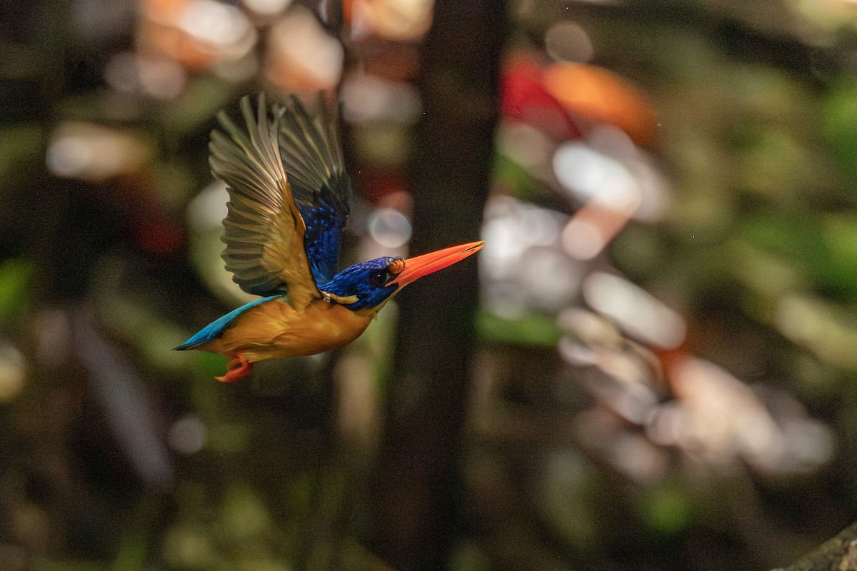 Manus Dwarf-Kingfisher - ML640303969