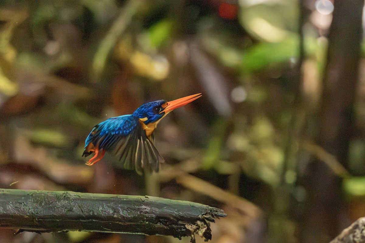 Manus Dwarf-Kingfisher - ML640303970