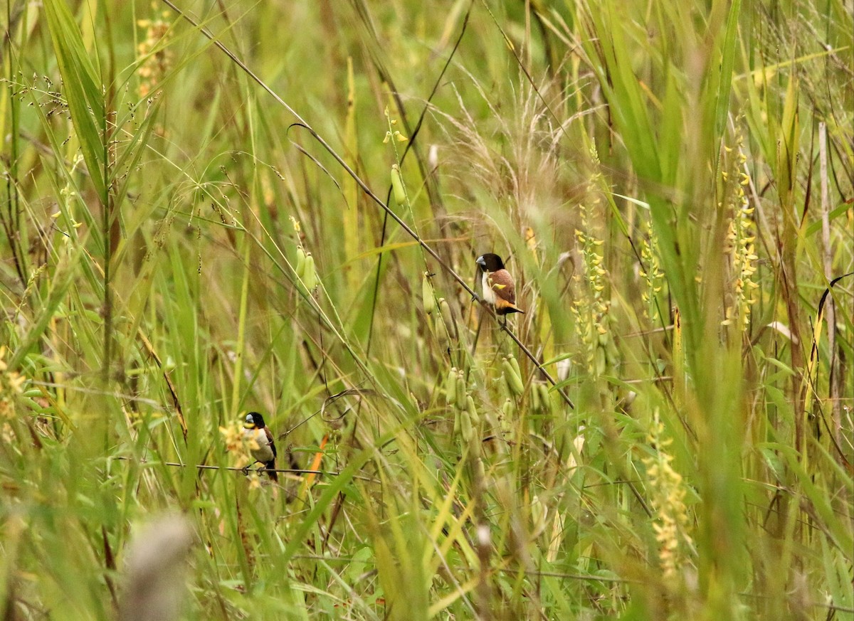 Hooded Munia - ML640303972