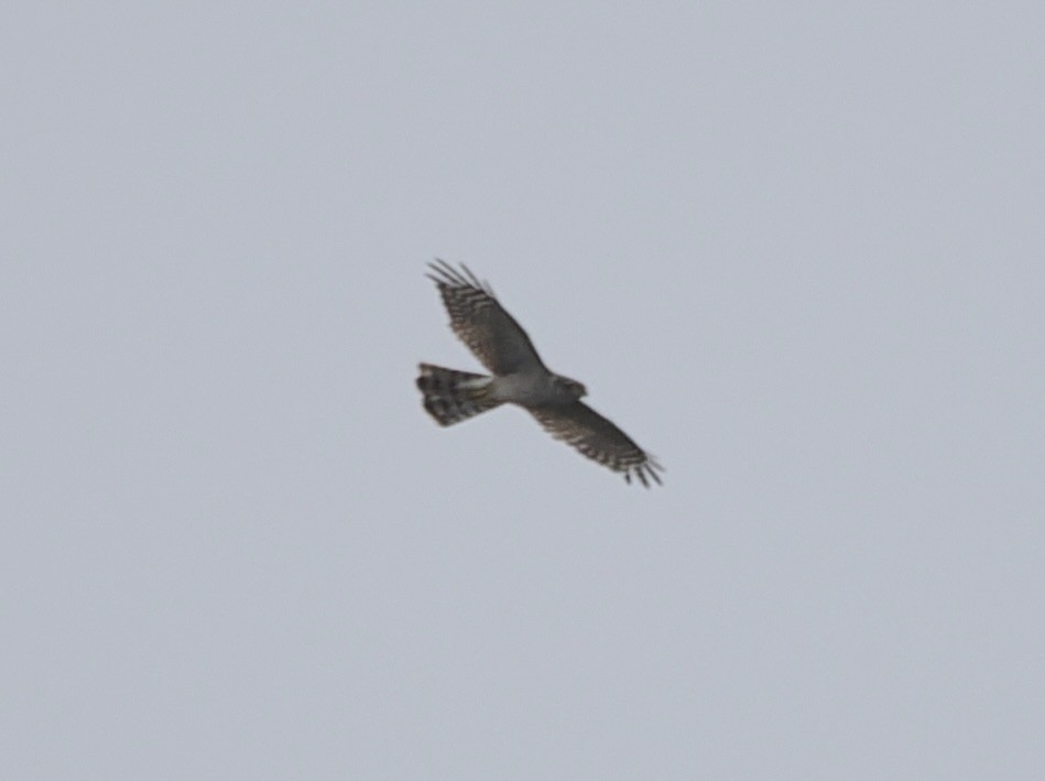 蒼鷹 - ML640303981