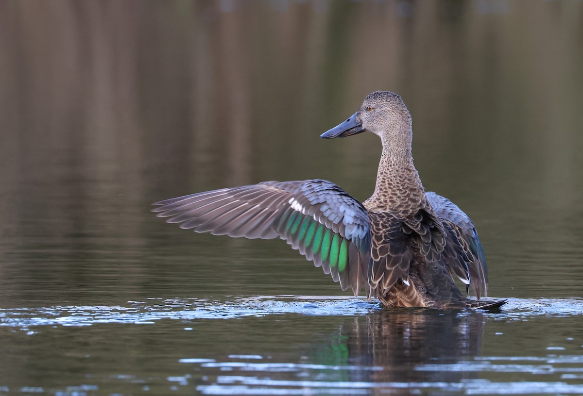 Australasian Shoveler - ML640303988