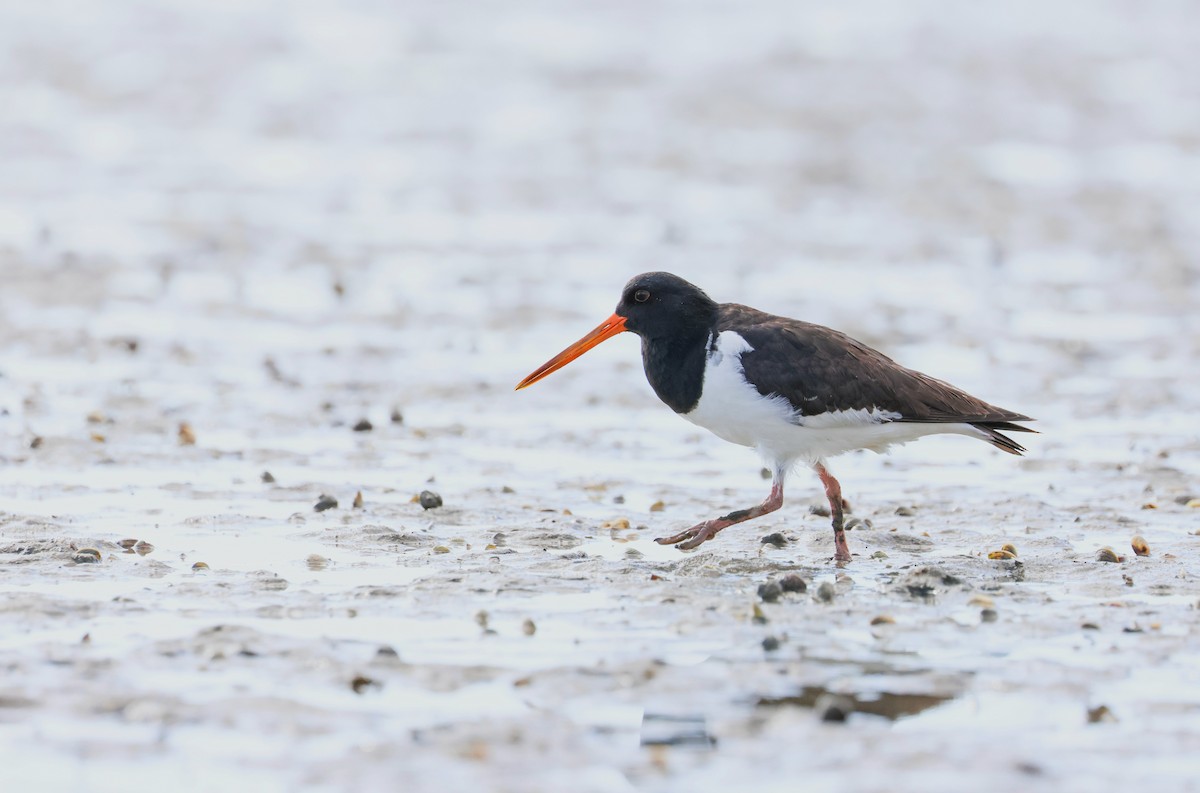 South Island Oystercatcher - ML640303994