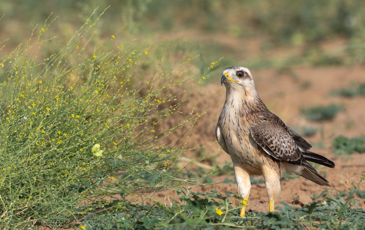 White-eyed Buzzard - ML640303996