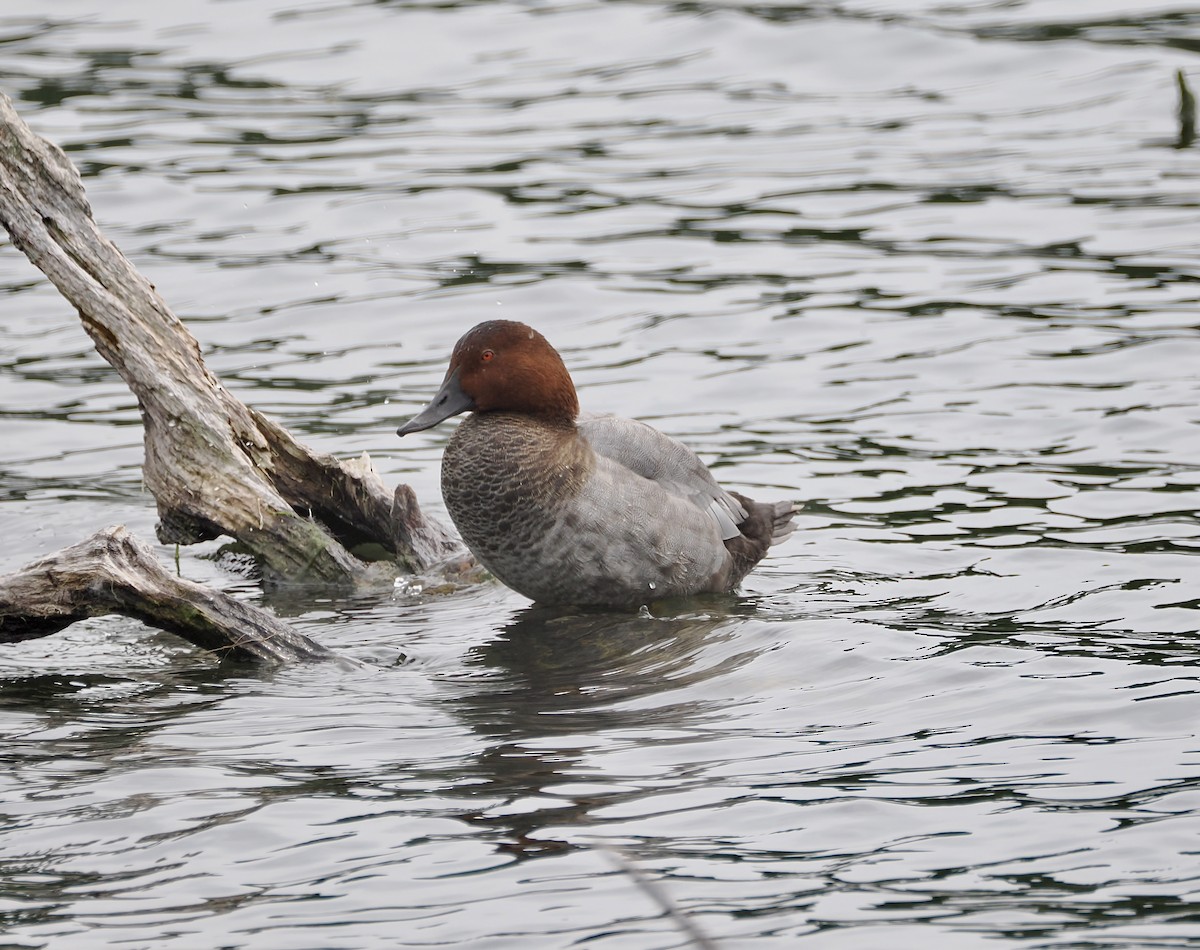 Common Pochard - ML640303998