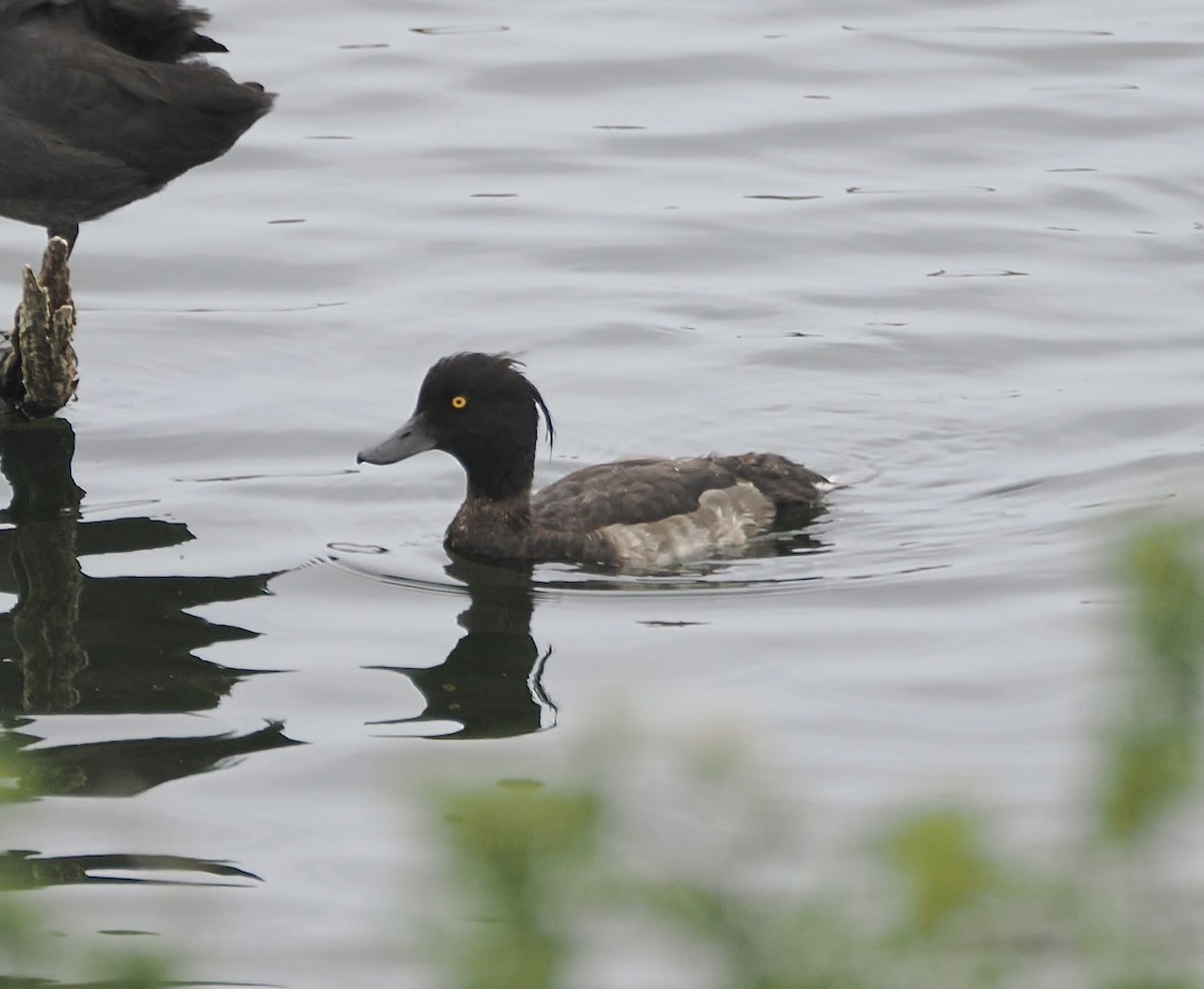 Tufted Duck - ML640304001