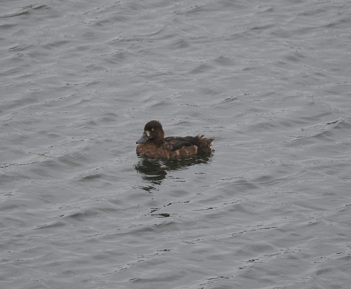 Tufted Duck - ML640304002