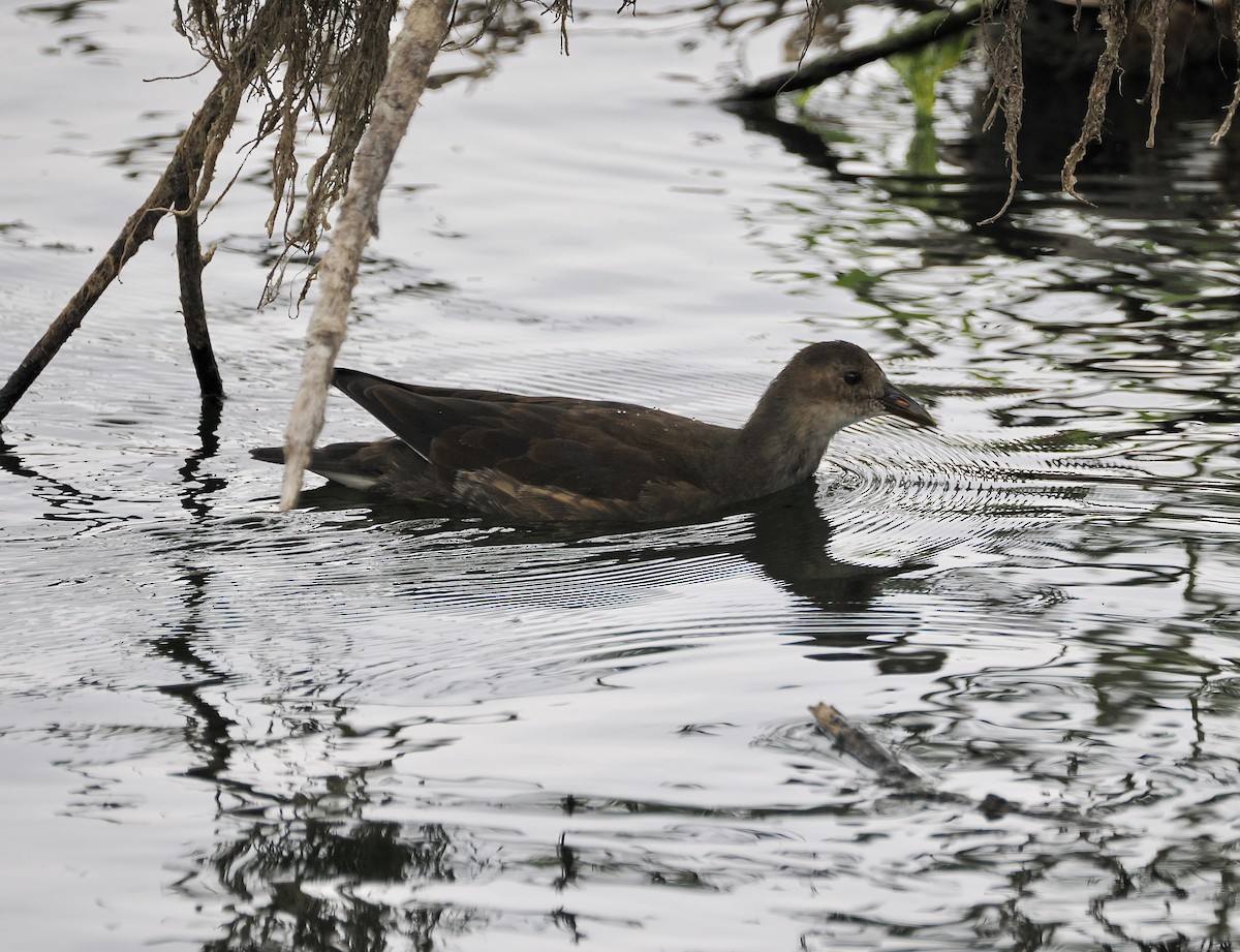 Eurasian Moorhen - ML640304007