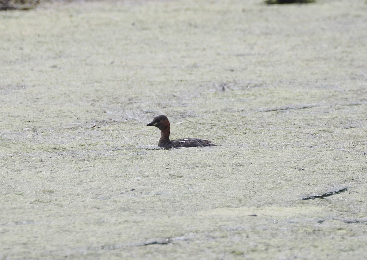Little Grebe - ML640304008