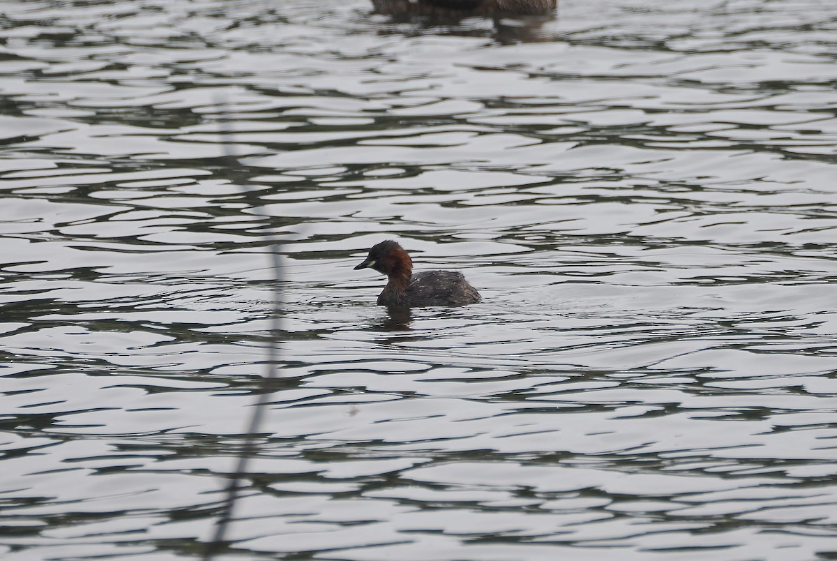 Little Grebe - ML640304009