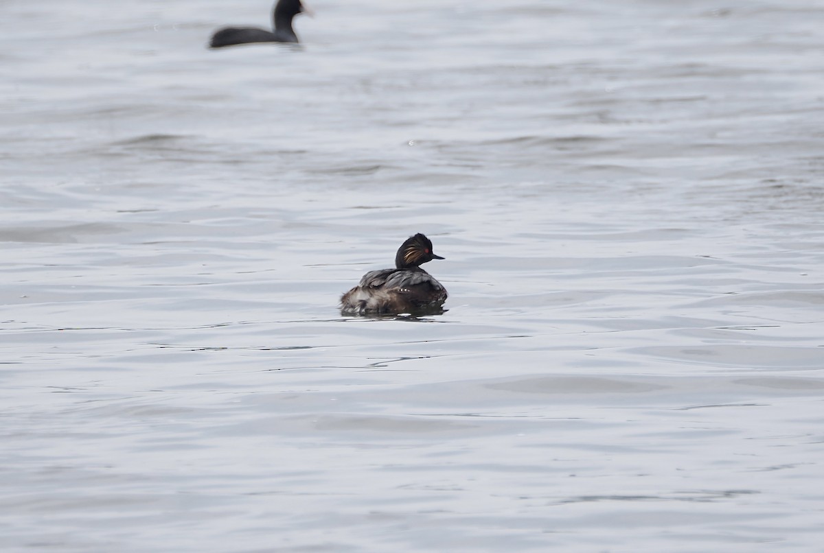 Eared Grebe - ML640304010