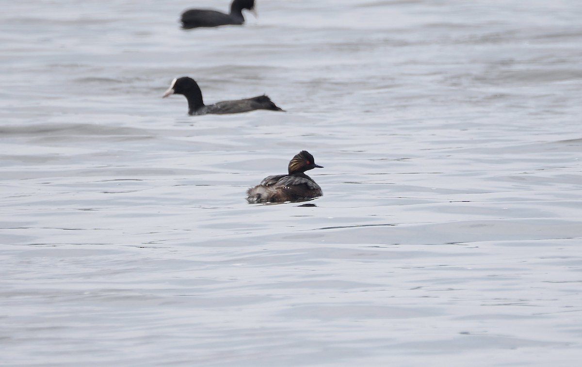 Eared Grebe - ML640304011