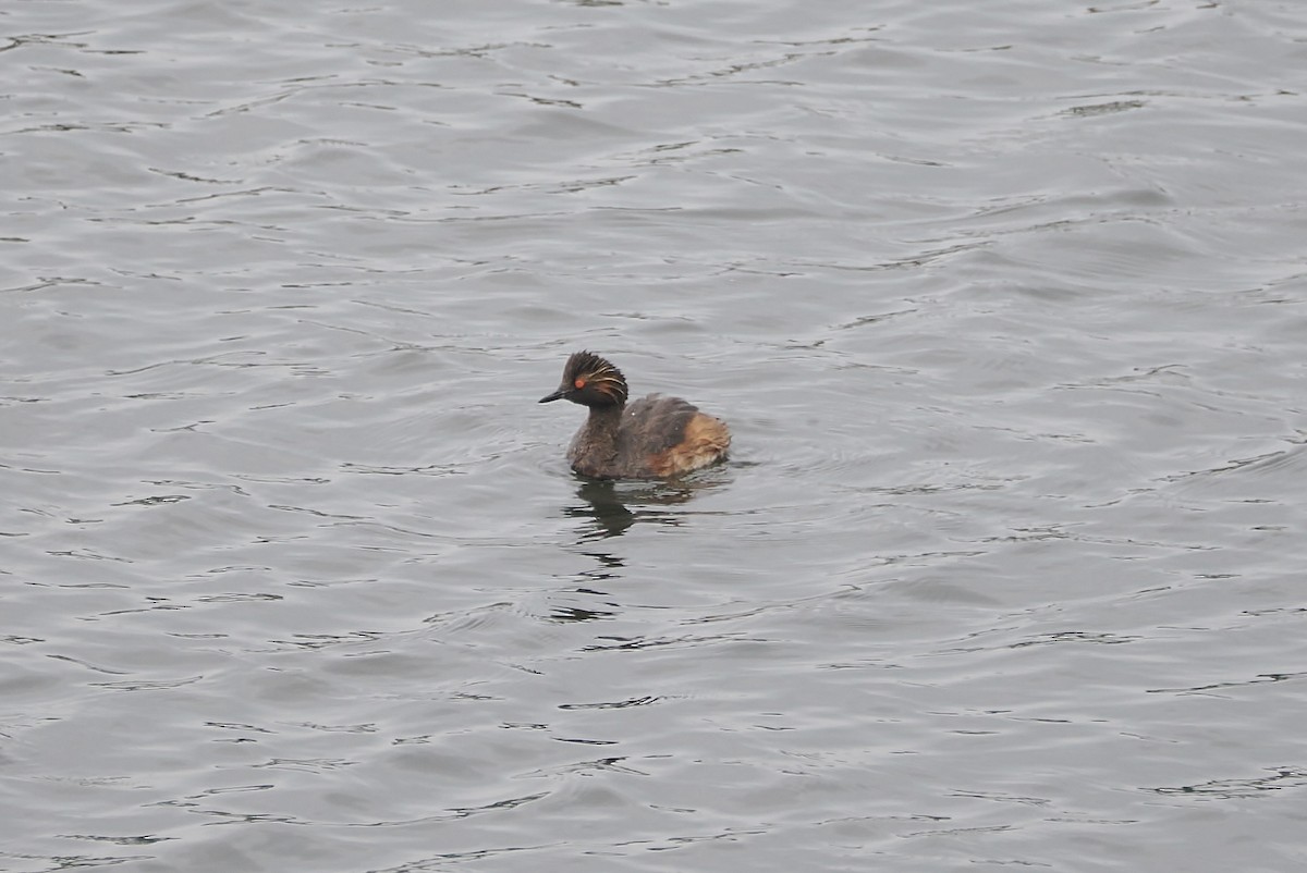 Eared Grebe - ML640304012