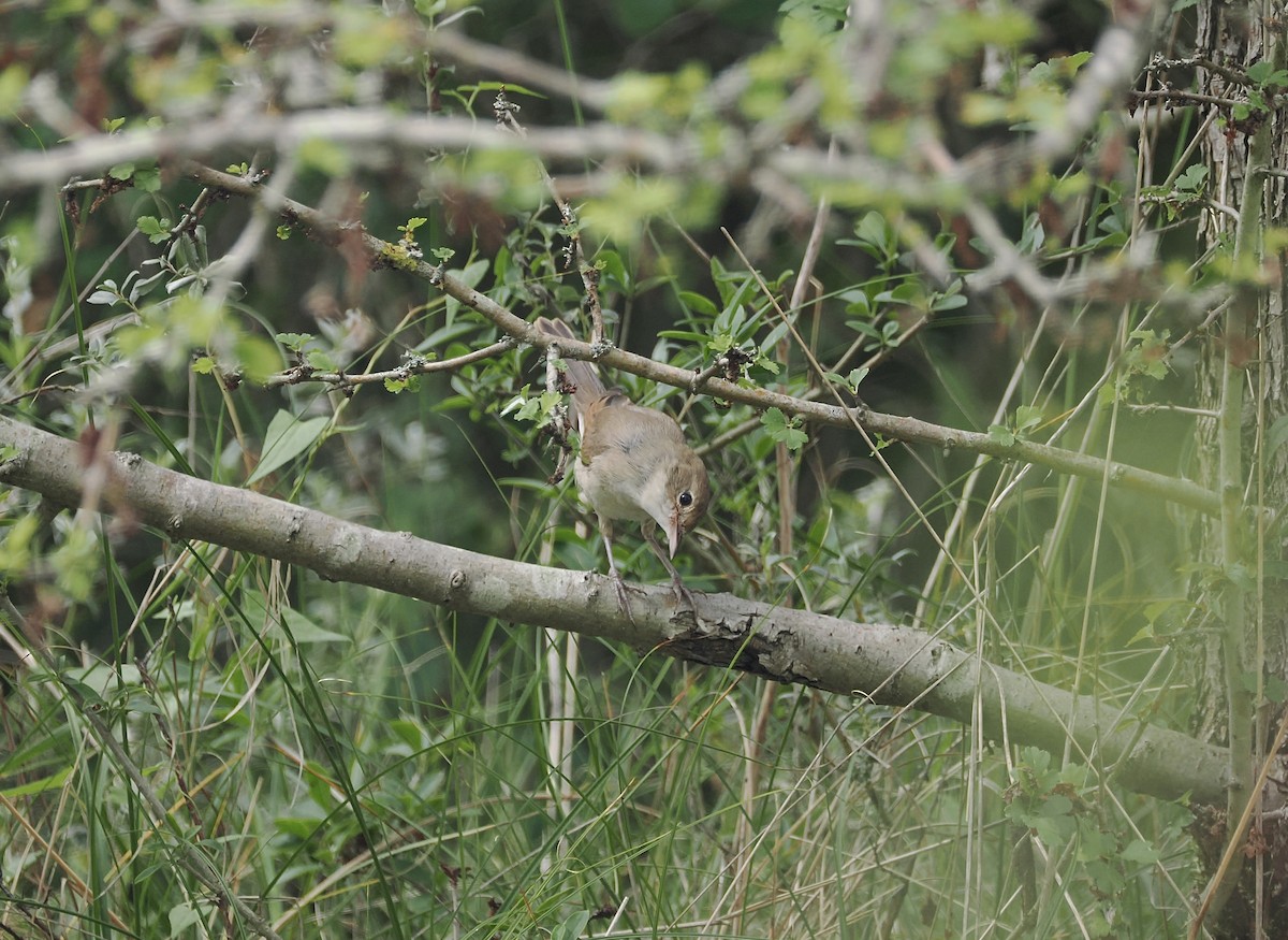 Common Nightingale - ML640304013