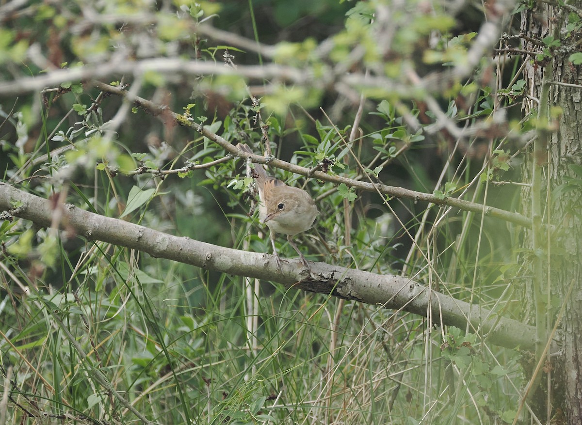Common Nightingale - ML640304014