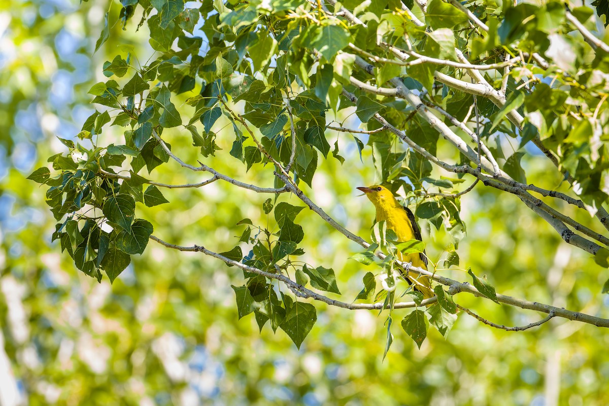 Eurasian Golden Oriole - ML640304015
