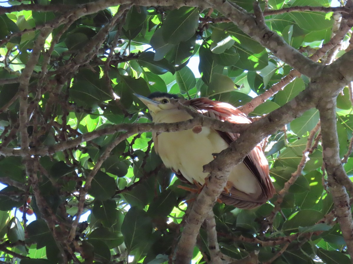 Nankeen Night Heron - ML640304017