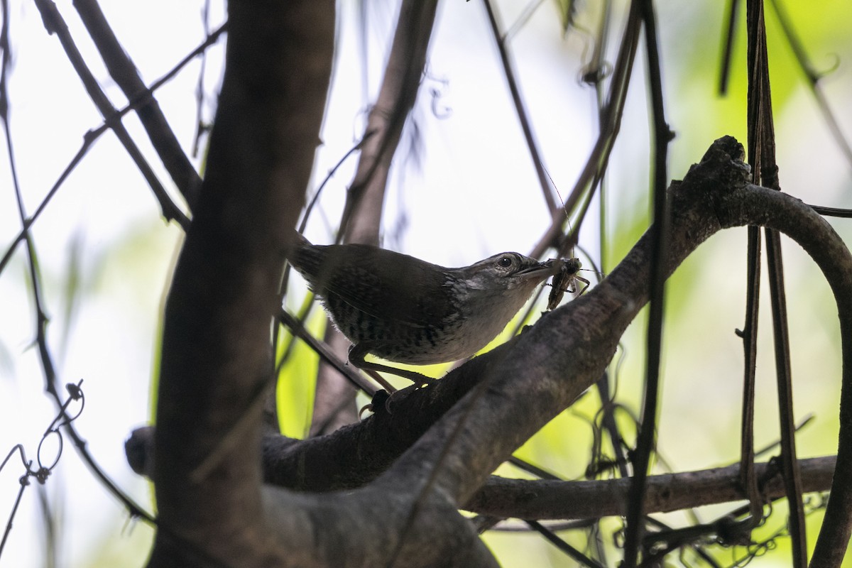 Banded Wren - ML640304018