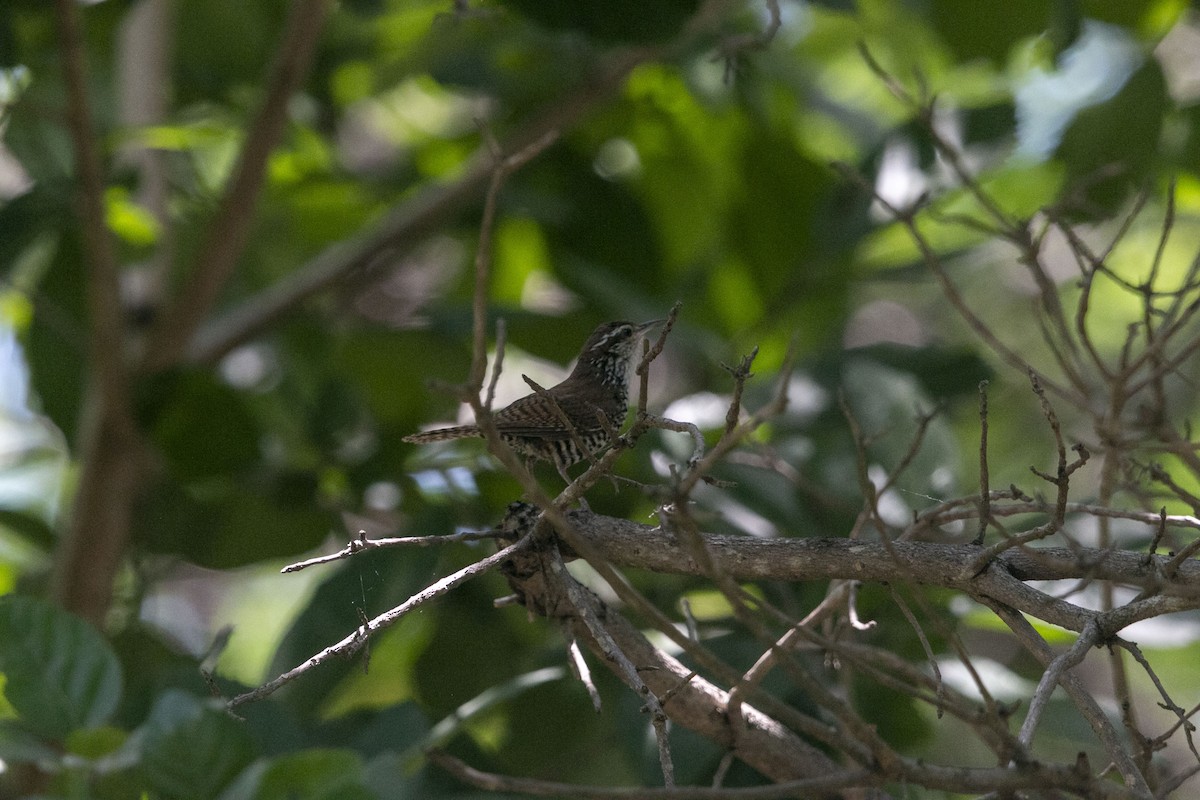 Banded Wren - ML640304019