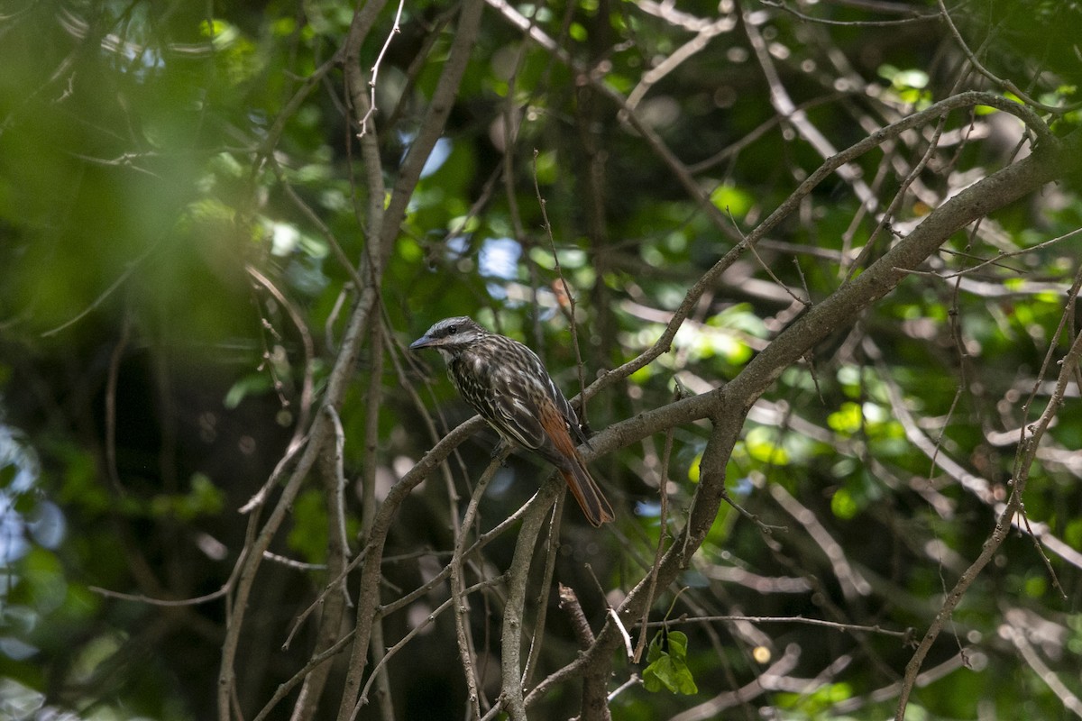 Sulphur-bellied Flycatcher - ML640304020