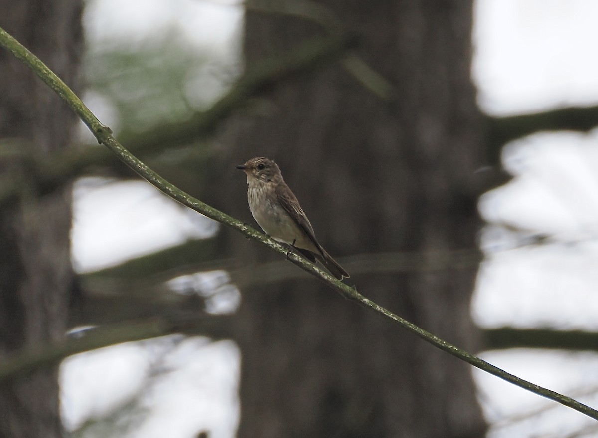 Spotted Flycatcher - ML640304021