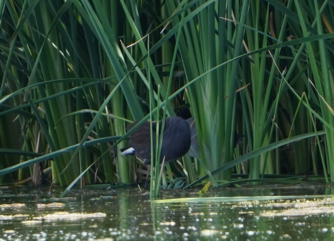 Common Gallinule - ML640304026