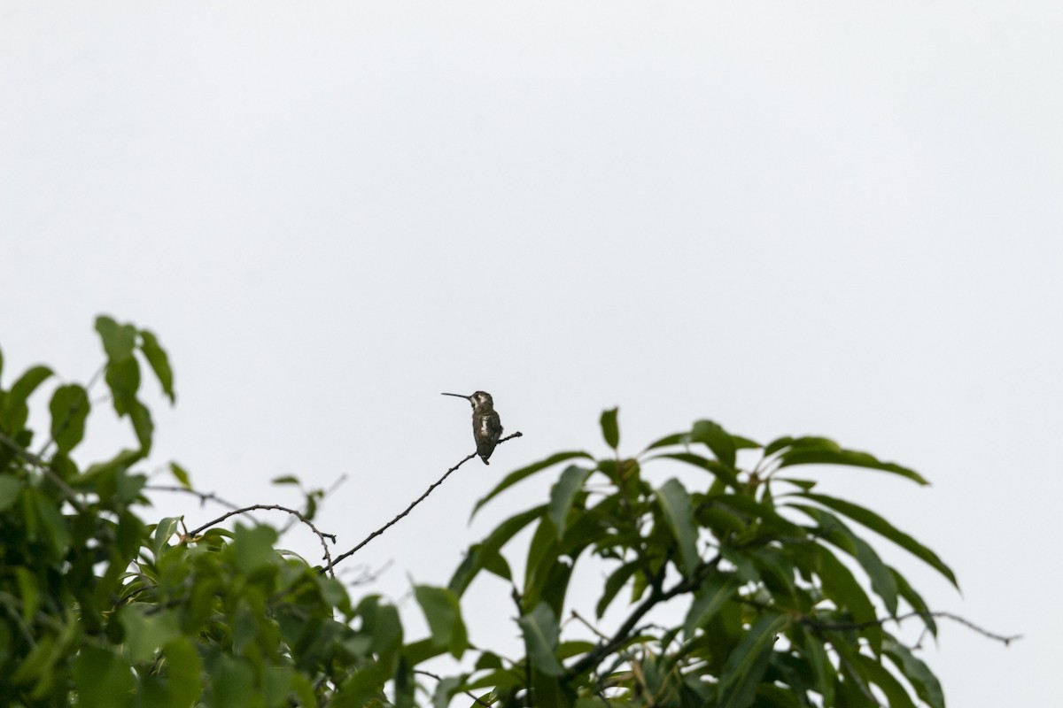 Plain-capped Starthroat - ML640304031