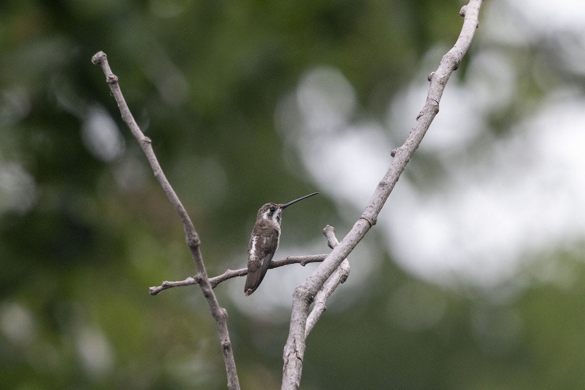 Plain-capped Starthroat - ML640304032