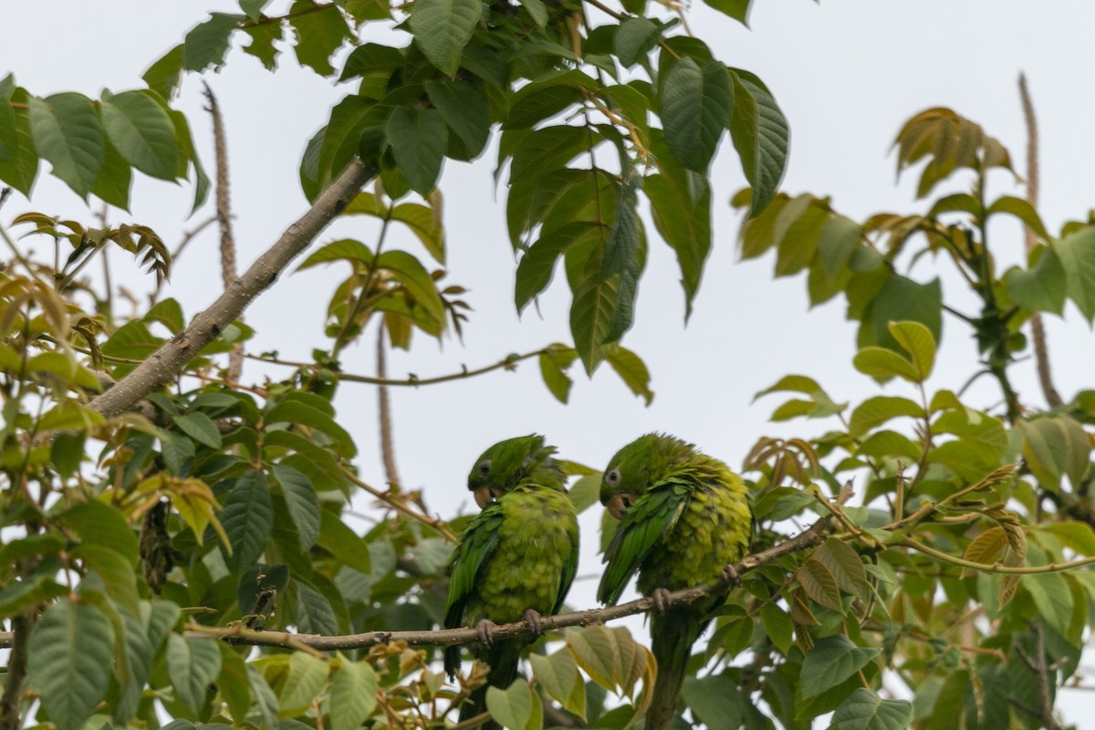 aratinga zelený - ML640304067