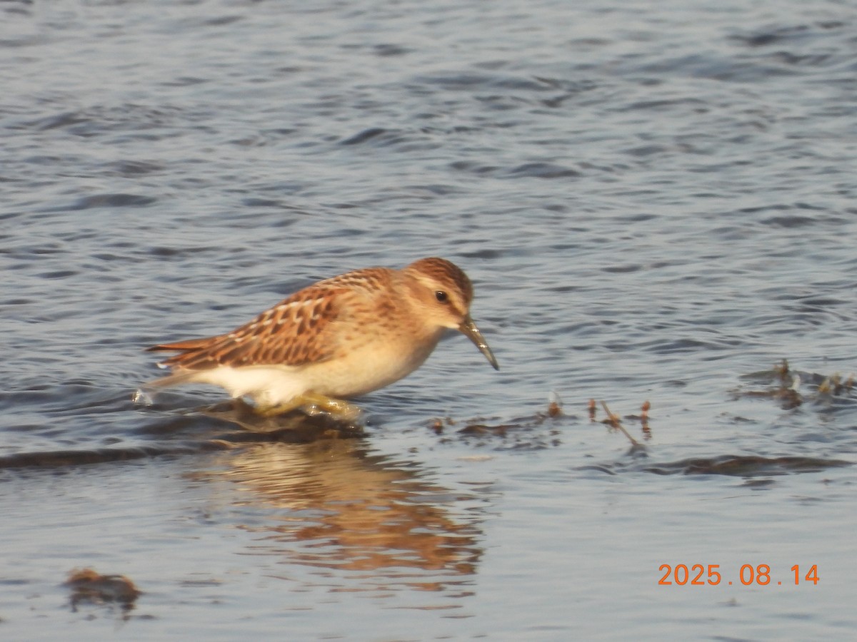 pygmésnipe - ML640304129