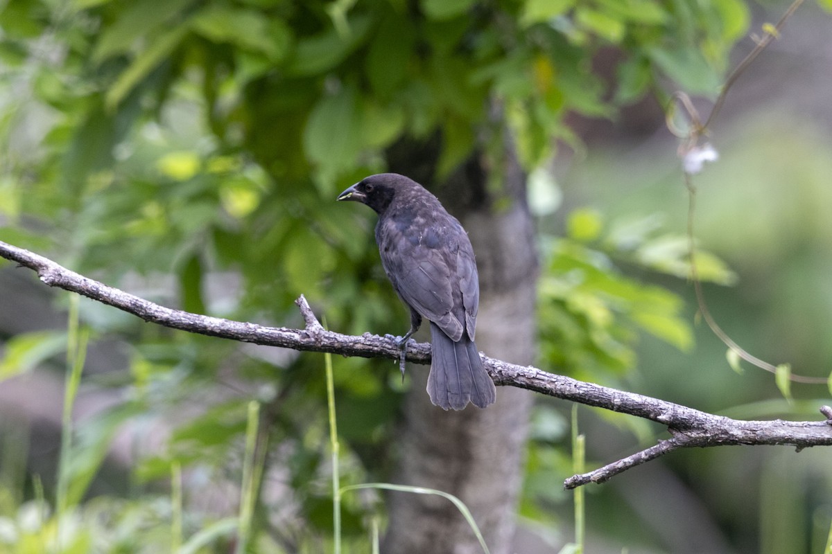jakarinispurv - ML640304151