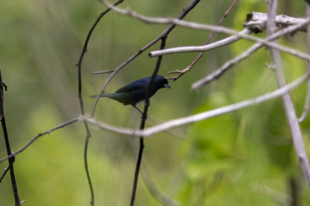 blekktykknebb - ML640304154