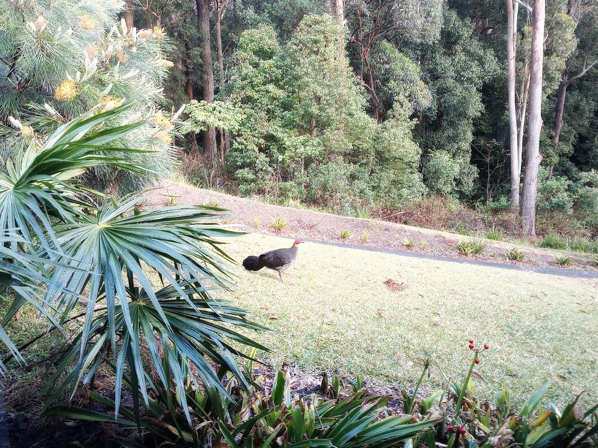 Australian Brushturkey - ML640304156