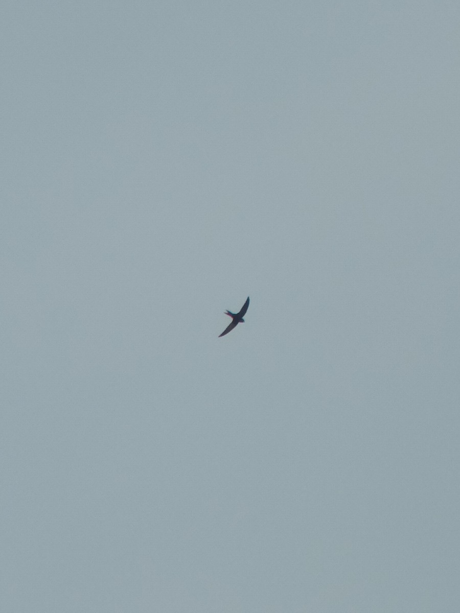Common Swift - ML640304246