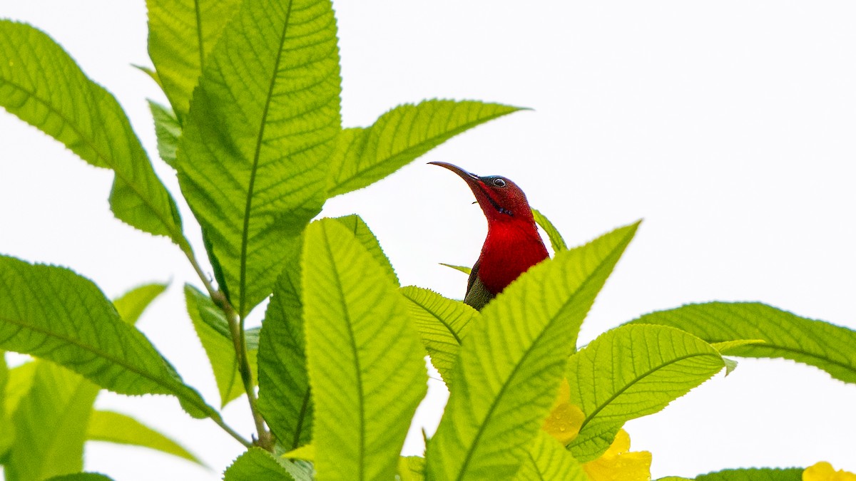 Crimson Sunbird - ML640304282