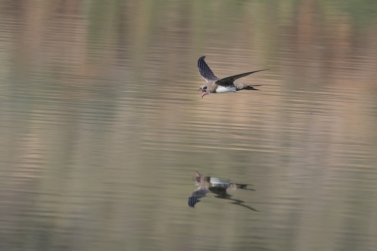 Alpine Swift - ML640304354