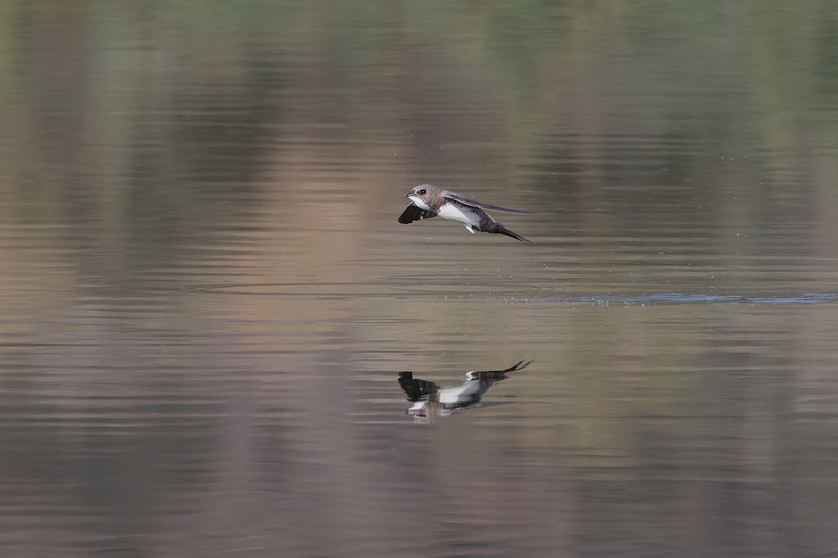 Alpine Swift - ML640304355